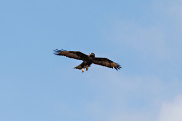 Galapagos Islands Hawk in Flight and Hunting for Food on the Ground
