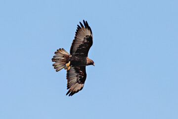 Galapagos Islands Hawk in Flight and Hunting for Food on the Ground