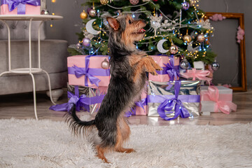 A small pinscher dog stands on its hind legs, shows a trick, executes a command, against the...