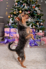 A small pinscher dog stands on its hind legs, shows a trick, executes a command, against the backdrop of a Christmas tree. Mixed breed dog, Toy Terrier and York Terrier.