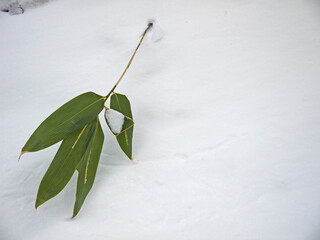 Green bamboo leaves on snow white background as japanese winter symbol