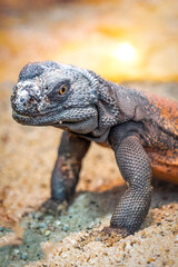 Close-Up of a Wild Common Chuckwalla Lizard in Natural Habitat