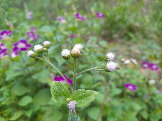 flowers in the field