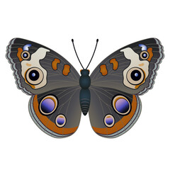 Variegated butterfly, suitable for sticker or icon. Detailed vector illustration. - 735750717