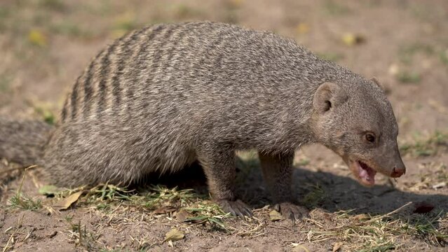 A banded mongoose eating in the Etosha National Park in Namibia, Africa.