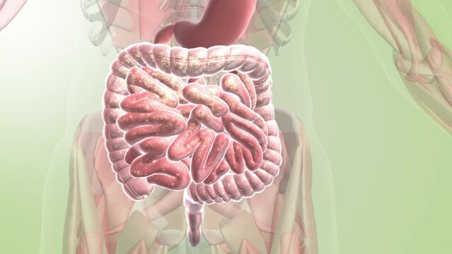 3D_Motion_lactobacillus.24