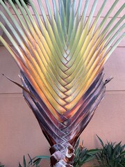 Maui palm frond