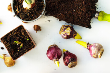 Planting of flower bulbs hyacinths, tulip, crocus, daffodils in pot