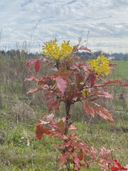 red and yellow plant