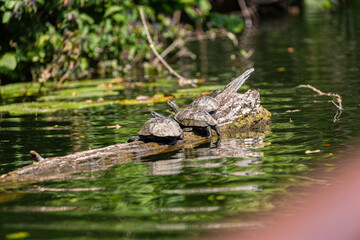 Turtle on fallen tree in the river