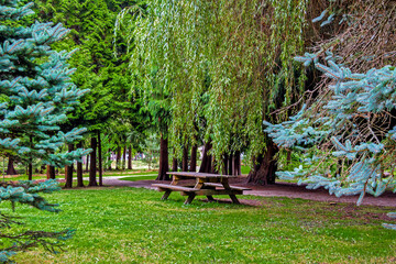 Spring. Resting place at Paulik Neighbourhood Park of Richmond City. Picnic Bench and table under the canopy of tree on a green lawn with flower beds among British Columbia, Canada