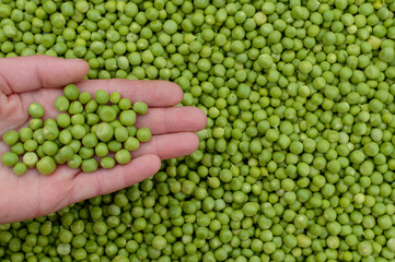 green peas peeled in pods hand