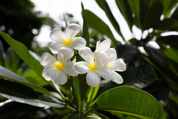 Fototapeta na wymiar Plumeria or frangipani flower. Tropical tree