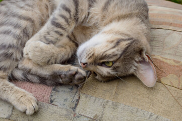 The cat gently looks and lies