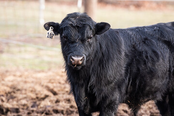 Fototapeta premium A super close up photo of a bull in a pasture looking at the camera