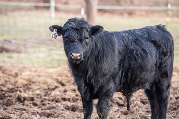 A close up photo of a bull in a pasture looking at the camera