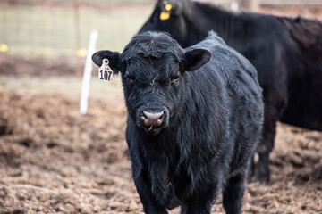 A close up photo of a bull in a pasture looking at the camera