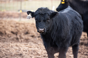 A close up photo of a bull in a pasture looking at the camera