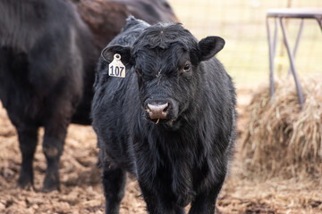A close up photo of a bull in a pasture