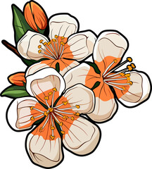Apricot flower clipart design illustration