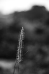  Thai fiddle and dry grass in vase on rattan tray, vintage decoration, an outside area with Chrysopogon aciculatus and Chrysopogon aciculatus on the side of