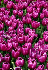 Field of big bright purple tulips close-up at Goztepe Park during the annual Tulip Festival in Istanbul, Turkey