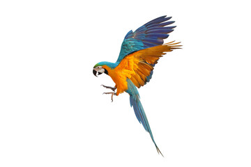 Colorful flying Blue and Gold Macaw parrot isolated on transparent background png file