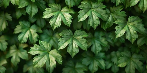 green leaves background