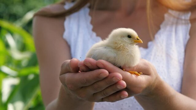 Woman hands stroking cute yellow chick baby chicken farm bird at summer nature outdoor closeup. Female arms holding adorable poultry with beak wing and paws fluffy newborn animal natural scenery