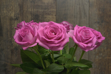 Close-up of pink roses on a textured dark wood background