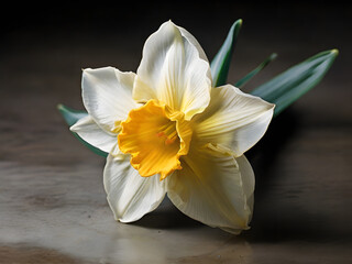 The daffodil typically has a trumpet-shaped central corona surrounded by six petal-like tepals. AI Generated