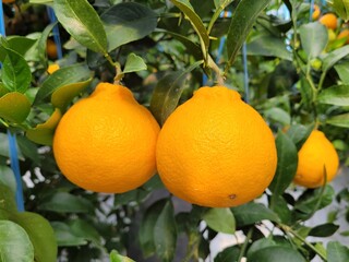 Tangerine from Jeju Island, Shiranuhi, Hanrabong