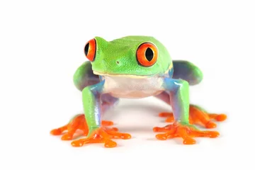 Foto op Canvas Red-eyed tree frog on white background, red-eyed tree frog (Agalychnis callidryas) closeup © kuritafsheen