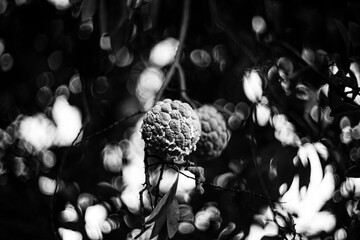  Flowers and leaves against the sun will be more beautiful, all magical from the rays of sunlight...