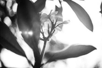 black and white  Close-up of pink plumeria floating on water,Close-up of white plumeria blooming on...