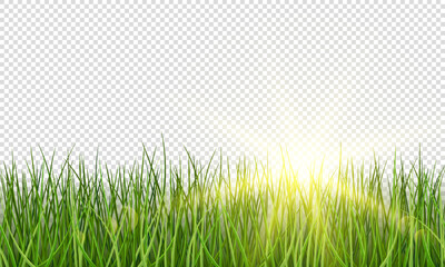 Fototapeta premium Vector green realistic grass with sunlight on transparent background. Grass seamless border.