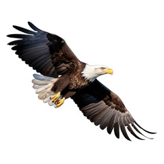 Mature American Bald Eagle, Portrait of wildlife Transparent Background