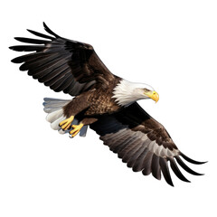 Mature American Bald Eagle, Portrait of wildlife Transparent Background