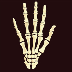skeleton of a left human hand-