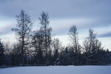 evening trees by a field in winter