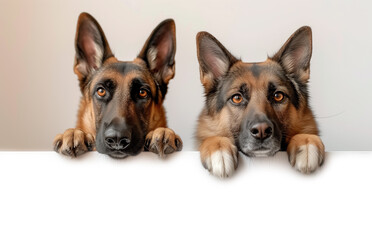 Two German shepherd / alsation dogs looking over a blank poster / placard cut out and isolated with copy space for text
