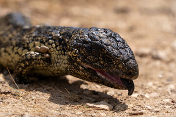 Closeup of a bobtail lizard