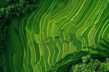 Keuken foto achterwand Groen Bird's-eye view of rice fields, dreamlike landscape of rice cultivation, lush Asian fields and plantations. Generative AI