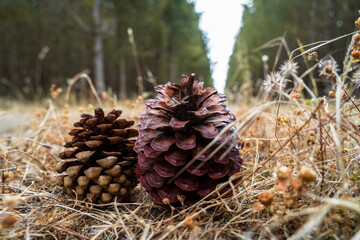 Pine cones on the forest floor