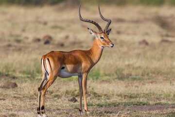 Naklejka na ściany i meble Impala on the savannah in Africa