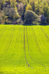 New sown field in the countryside at springtime