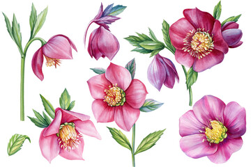 set of spring flower hellebores isolated on a white background., hellebore watercolor illustration, botanical painting