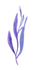
Watercolor single leaf, hand-drawn. Botanical illustration. Hand-drawn plant for decoration
