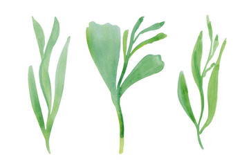 A simple botanical set of watercolor flowers and leaves. A set of wild flowers