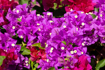 Beautiful bougainvillea flowers with green leaves